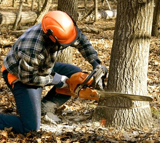 Tree Removal in Dunlevy, PA